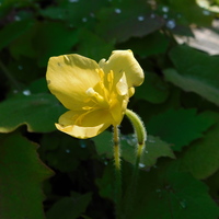 Stylophorum (Chelidonium) lasiocarpum